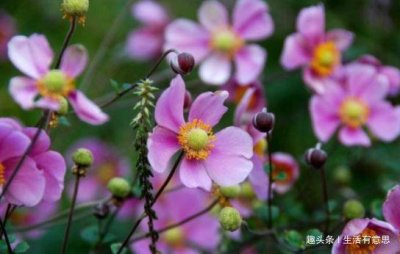 ​打破碗花花，养活很容易，爆盆却只能用方法，技巧交给你，会否？