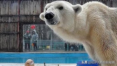 ​31岁生日当天，哈国唯一的北极熊被安乐死