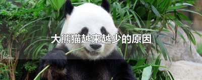 ​大熊猫为什么会这么少 大熊猫为什么数量极少