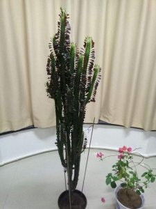 吉祥典藏46多少钱一瓶(典藏五十木盒52度价格)