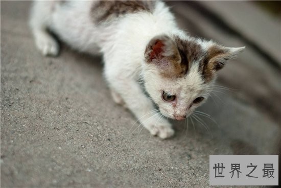 家猫的寿命在15年左右，很少的猫能活过20年