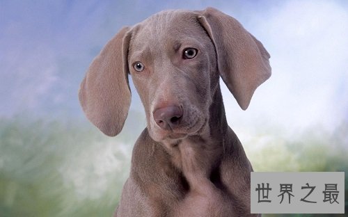 威玛犬狗中贵族，你了解它多少呢？
