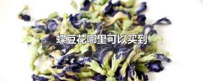 ​蝶豆花哪里可以买到