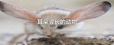 ​耳朵竖长的动物