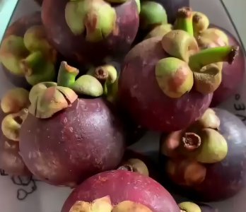 ​山竹生长环境和温度（山竹生长环境和温度有关吗）