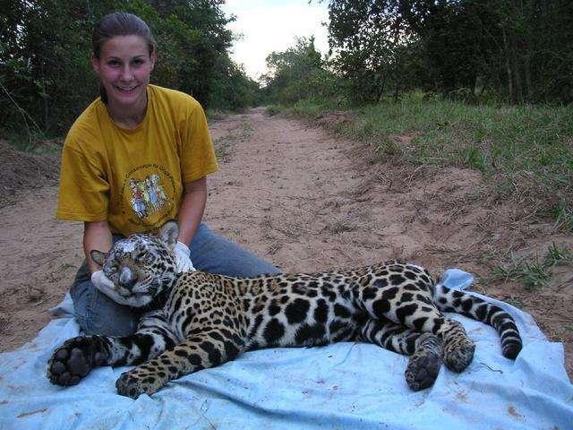 虎猫曾经是美洲地区被猎杀数量最多的野生动物之一