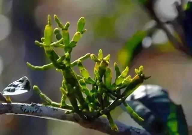 常见寄生植物有哪些（农村一种寄生植物）(3)