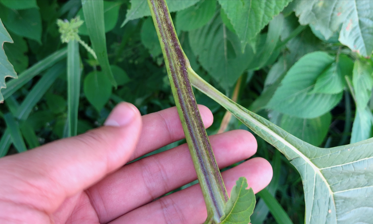 冰粉籽是什么植物（冰粉树籽是西南特色美食凉粉的原料）
