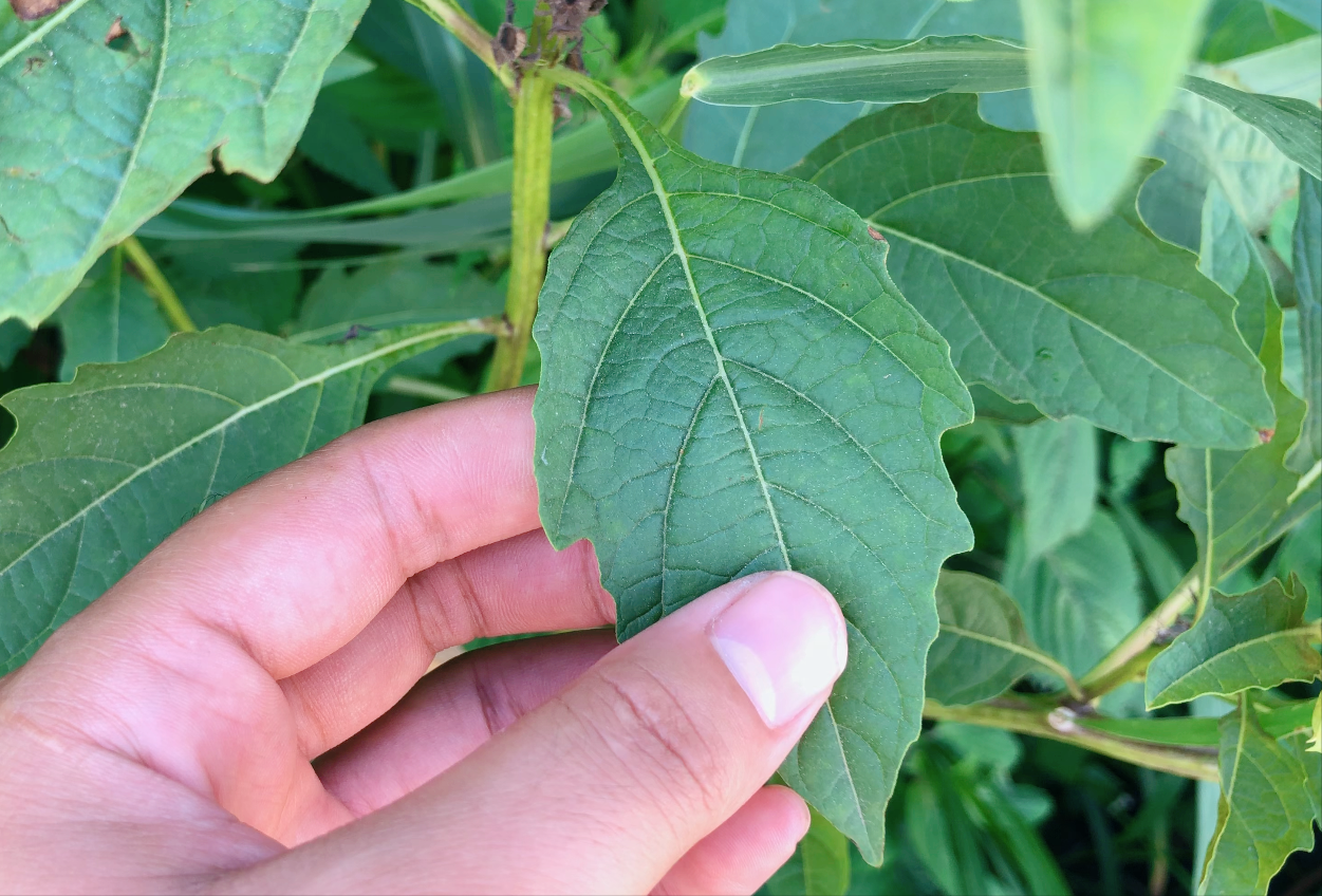 冰粉籽是什么植物（冰粉树籽是西南特色美食凉粉的原料）