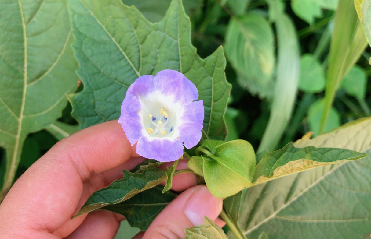 冰粉籽是什么植物（冰粉树籽是西南特色美食凉粉的原料）