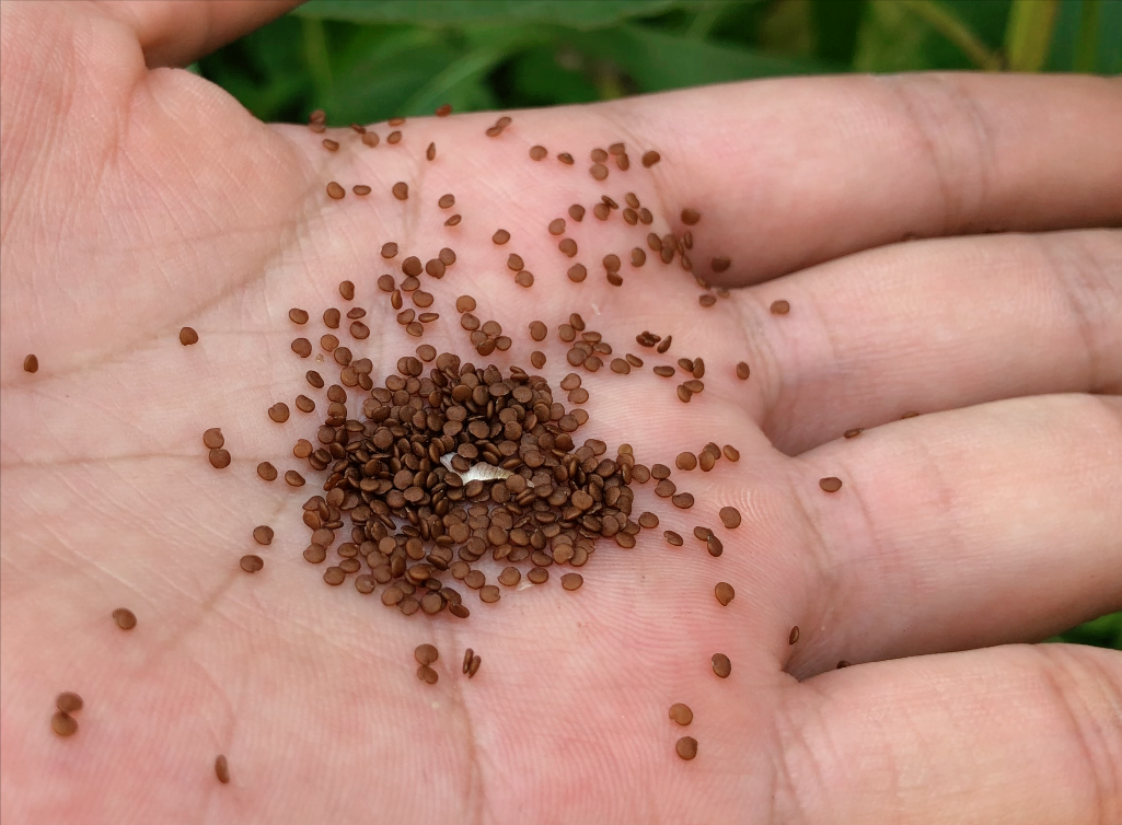 冰粉籽是什么植物（冰粉树籽是西南特色美食凉粉的原料）