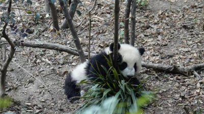 ​熊猫福菀的下肢怎么啦(无法行走)