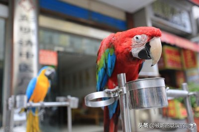 ​4种带标识鹦鹉：费氏牡丹、小太阳、和尚、紫腹吸蜜，品种介绍