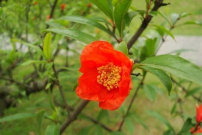 ​石榴花的气味是什么味道，石榴花是什么味道的梗？