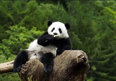 ​大熊猫的生活环境和生活方式，大熊猫生活特征描写