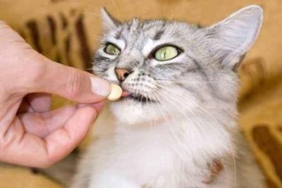 ​狗遇到生人就会叫狗遇到生人就会叫怎么办？
