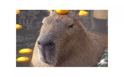 ​被男生初恋㖭你的小兔兔的感觉