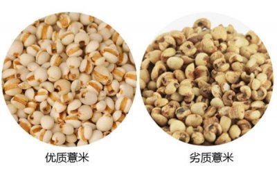 ​薏米怎么看好坏 薏米优劣辨别图