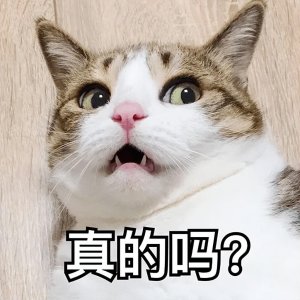 ​怎么样训猫教它听话？手把手教你训练出“乖巧”的小猫咪！