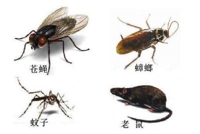 ​四害是指哪4种动物：苍蝇，蚊子，老鼠，蟑螂(老鼠是四害之首)