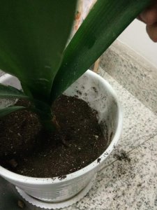 ​有关君子兰的传说