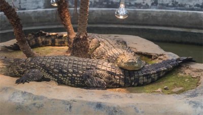 ​鳄鱼是两栖动物吗?