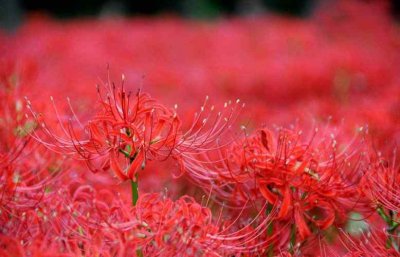 ​曼珠沙华彼岸花的英文是什么（曼珠沙华彼岸花的英文有哪些）