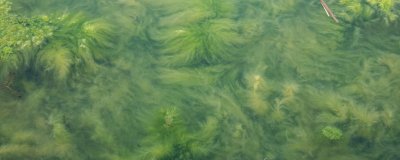 ​水绵就是真核生物吗