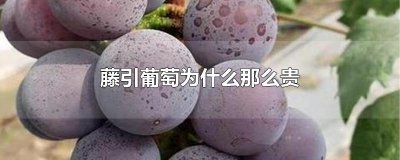 ​藤引葡萄为什么那么贵