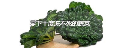 ​零下十度冻不死的蔬菜