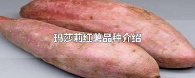 ​玛莎莉红薯品种介绍