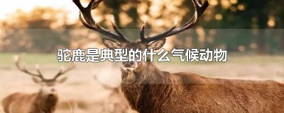 ​驼鹿是典型的什么气候动物