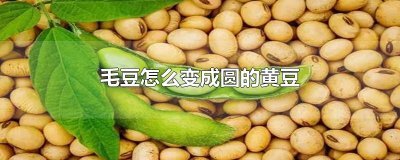 ​毛豆怎么变成圆的黄豆