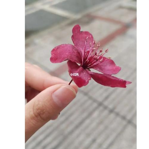 辣手摧花是什么意思(辣手摧花什么意思)
