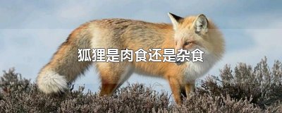 ​狐狸是肉食还是杂食