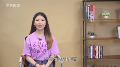 ​瓢虫吃什么