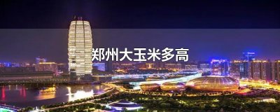 ​郑州大玉米多高