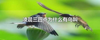 ​凌晨三四点为什么有鸟叫