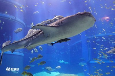 ​「大阪海游馆」日本最壮观的水族馆，体感型展区近距离海洋生物