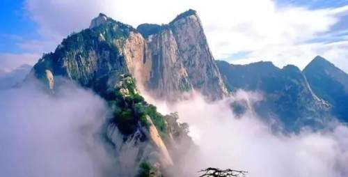 秦岭四宝是指什么(秦岭四宝是指哪四宝)