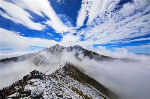 秦岭四宝是指什么(秦岭四宝是指哪四宝)
