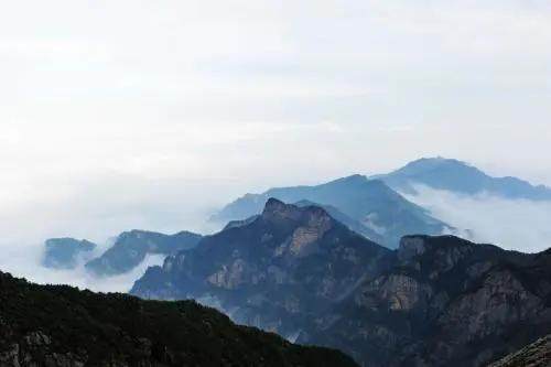 秦岭四宝是指什么(秦岭四宝是指哪四宝)
