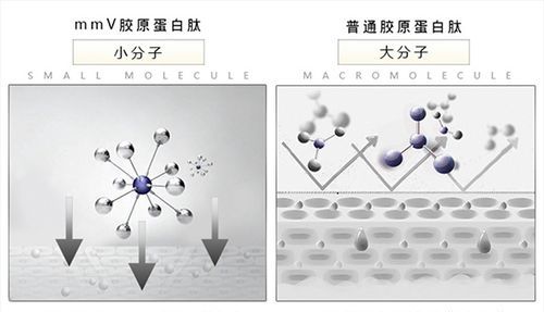 SHECI奢辞胶原肽植物果蔬冷光奶片中的胶原肽是什么