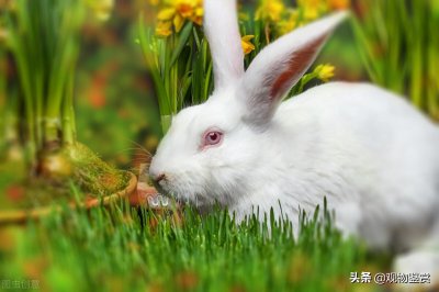 ​兔子不能喝水是真的吗（兔子为什么喝水就会死）