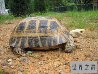 ​缅甸陆龟不会养？养龟高手来教你！