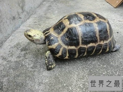 缅甸陆龟不会养?养龟高手来教你!