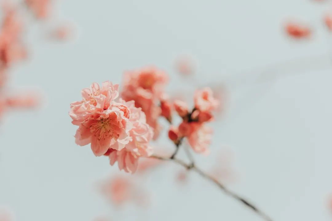姜夔简介及作品（姜夔最经典的10首诗词，暗香疏影，月冷千山，美到灵魂里）