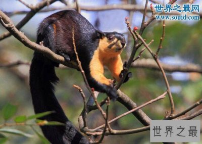 ​世界上最长的松鼠，巨松鼠(体长100多厘米)