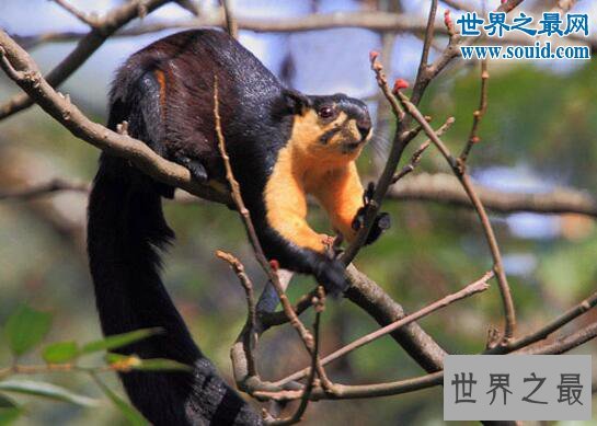 世界上最长的松鼠,巨松鼠(体长100多厘米)