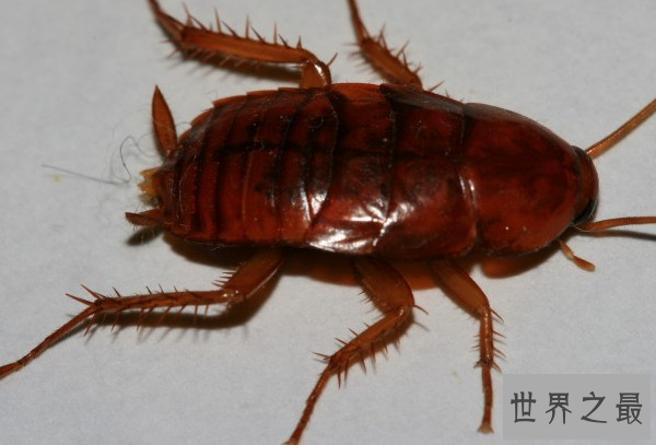 世界十大不怕核武器的生物,核武器就是个渣(图)